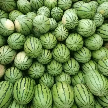 【推荐】内蒙西瓜，沙漠一号，双红金五，大量上市