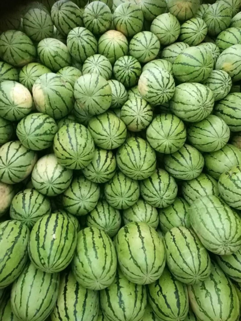 【推荐】内蒙西瓜，沙漠一号，双红金五，大量上市