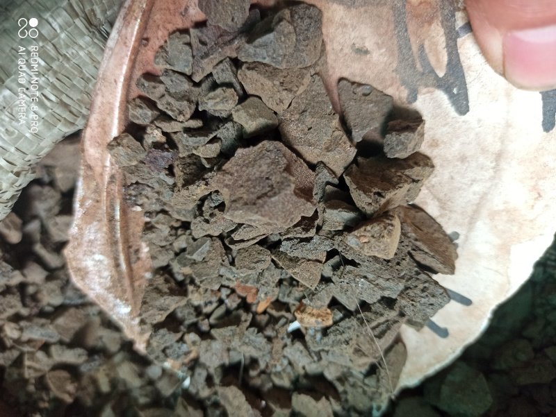 芦荟芦荟块卢会，讷会，象胆，奴会，劳伟，库拉索芦荟