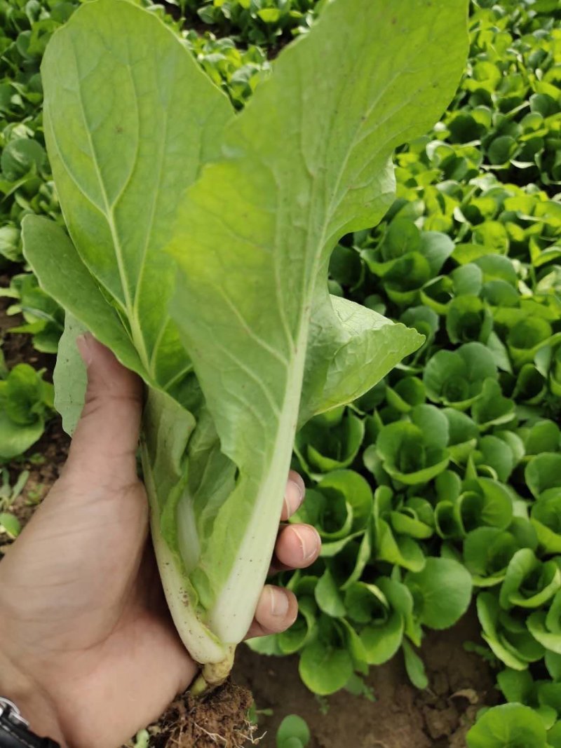 鲜嫩奶白菜，一手货源，产地直供，价格美丽，量大从优