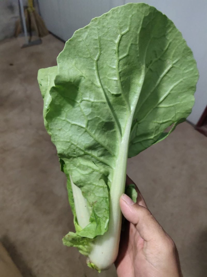鲜嫩奶白菜，一手货源，产地直供，价格美丽，量大从优
