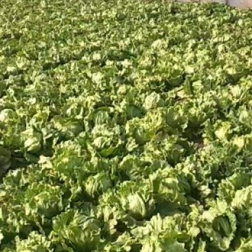 生菜球