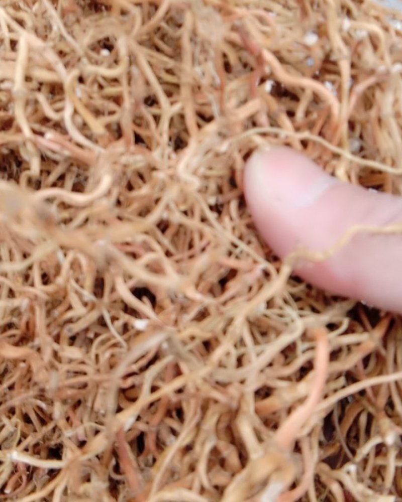 鱼腥草根常年批发供应鱼腥草根量大从优