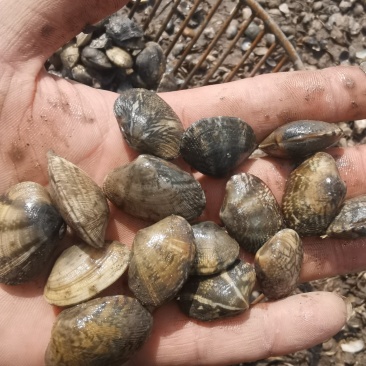 花甲花蛤，渤海湾一手货源码头直接装货