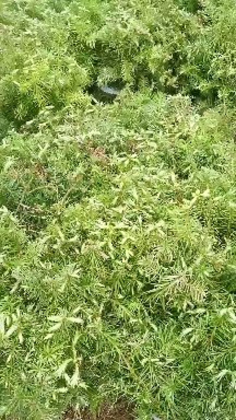 杉树苗
