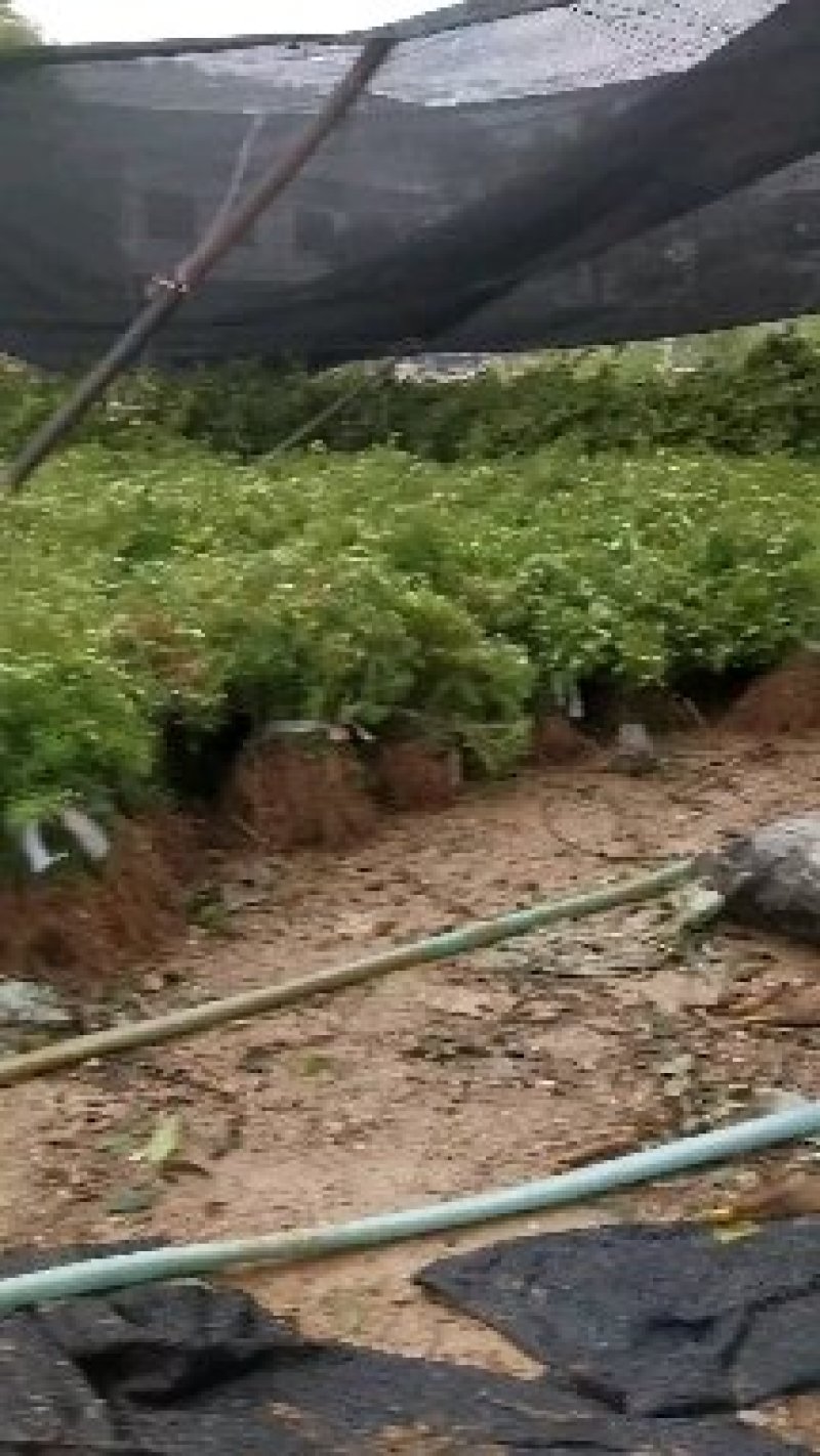 杉树苗