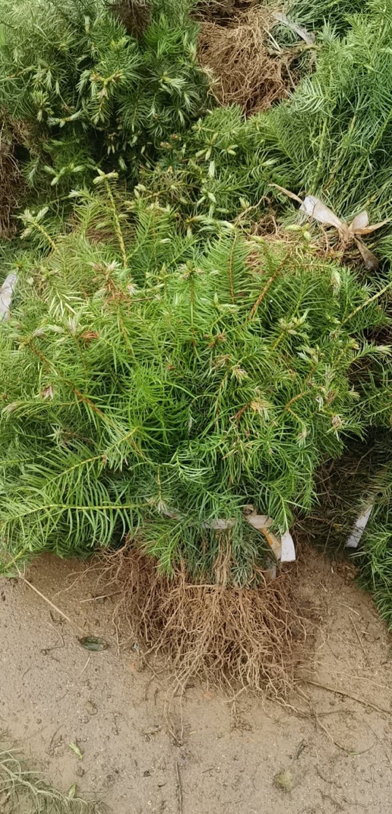 杉树苗