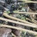 蜂糖李子苗技术支持