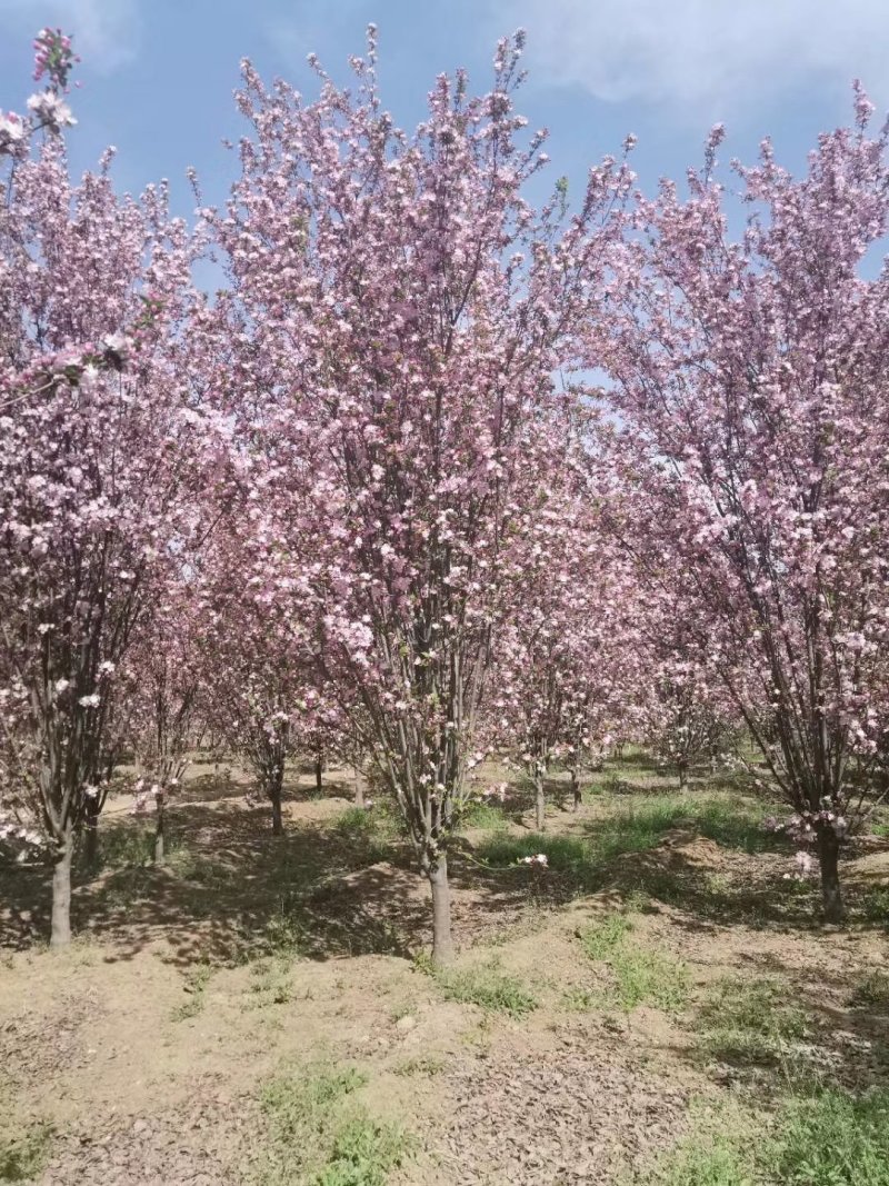山东菏泽郓城县，大量出售现货，精品海棠树