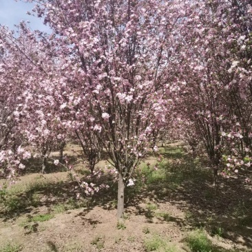 山东菏泽郓城县，大量出售现货，精品海棠树