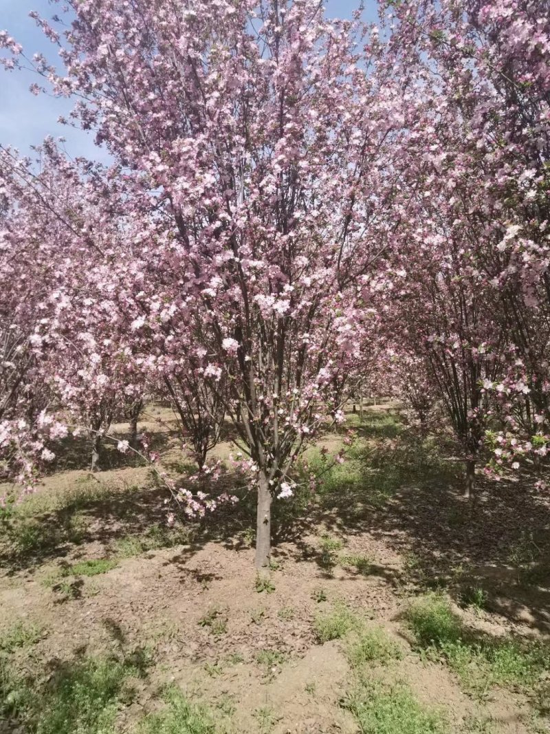 山东菏泽郓城县，大量出售现货，精品海棠树