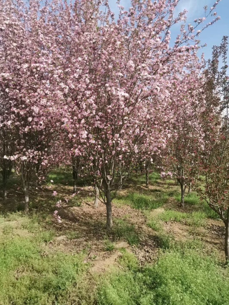 山东菏泽郓城县，大量出售现货，精品海棠树