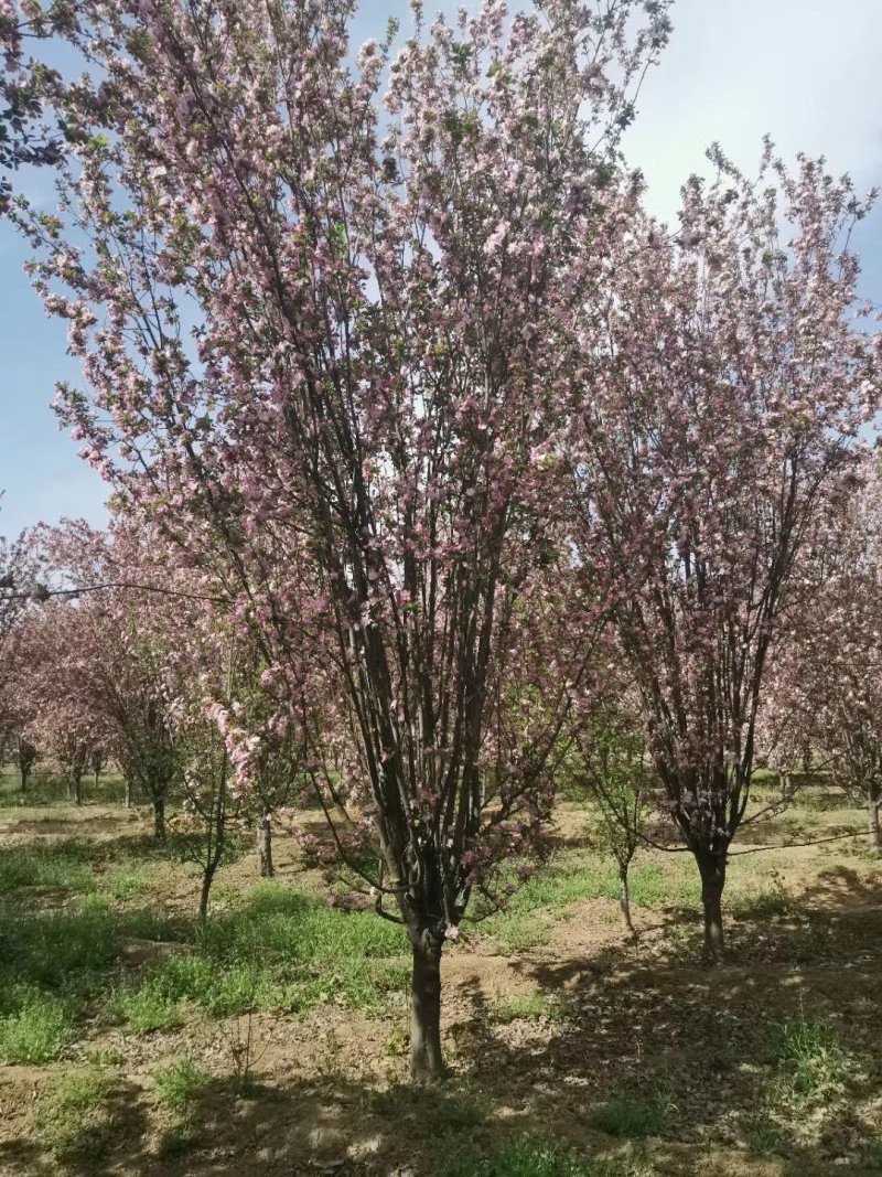山东菏泽郓城县，大量出售现货，精品海棠树
