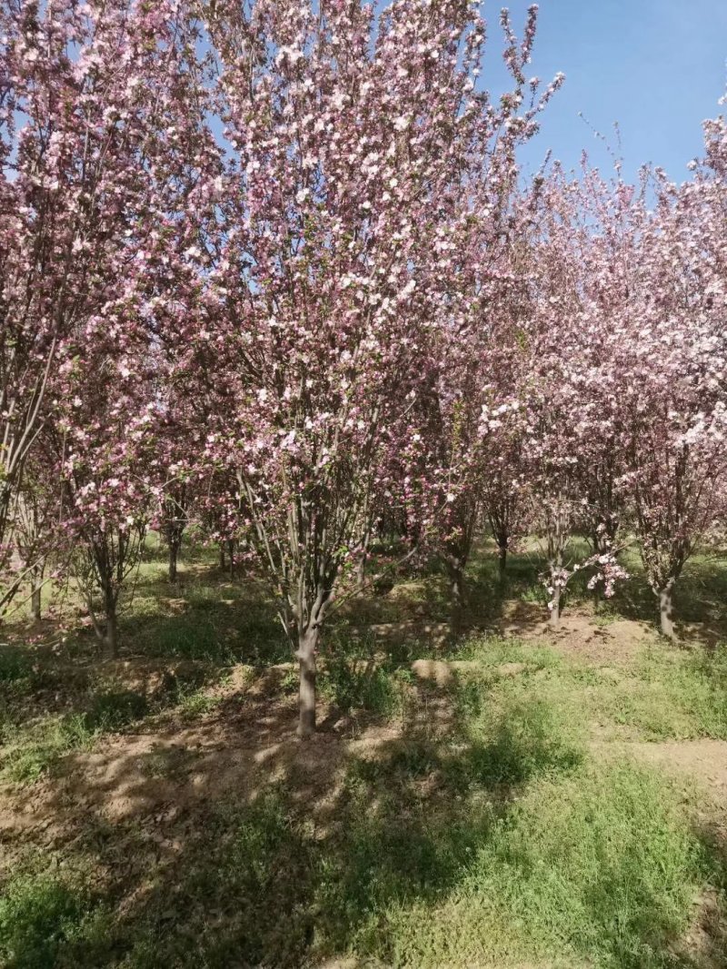山东菏泽郓城县，大量出售现货，精品海棠树
