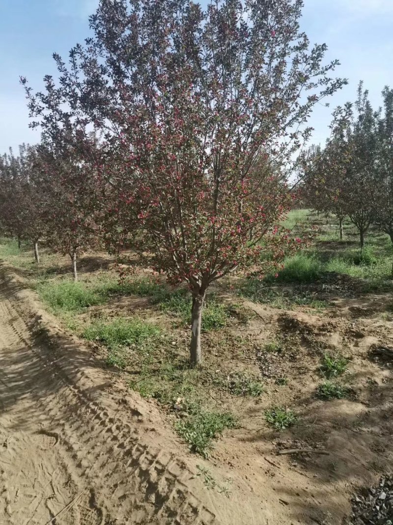 山东菏泽郓城县，大量出售现货，精品海棠树