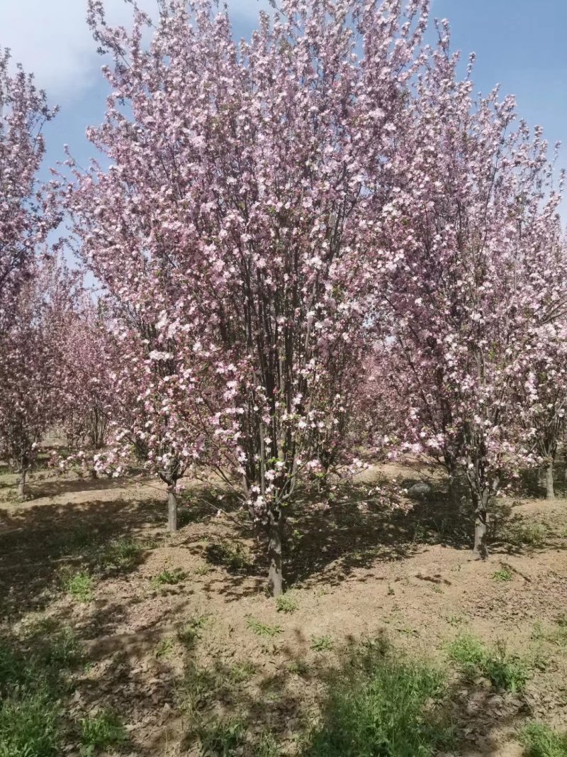 山东菏泽郓城县，大量出售现货，精品海棠树