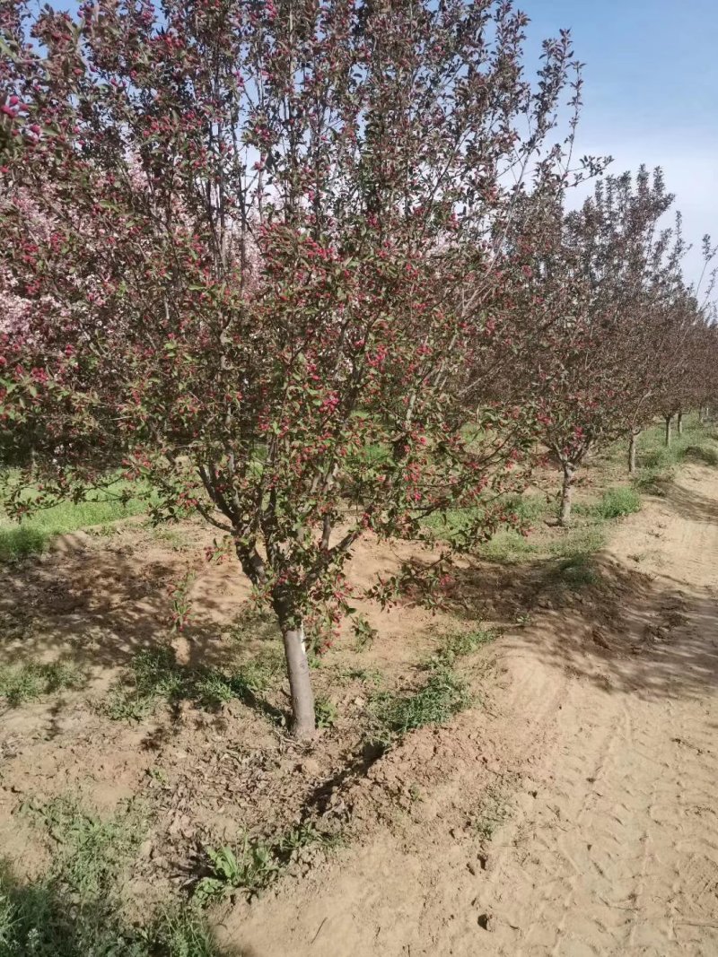 山东菏泽郓城县，大量出售现货，精品海棠树