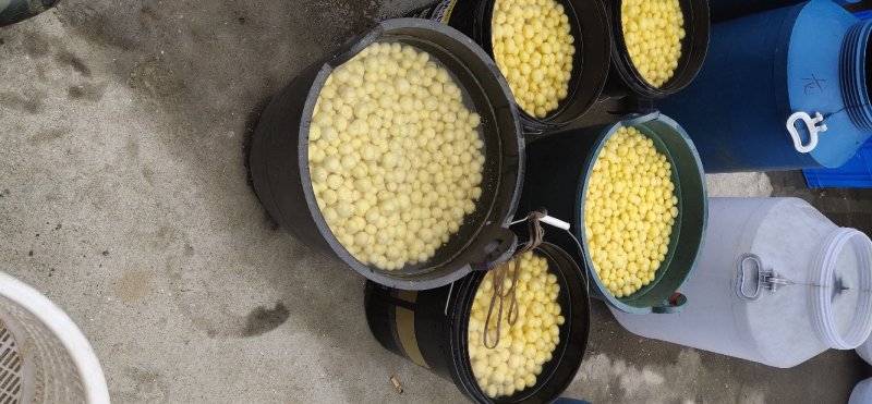 小王小土豆批发零售产地直销