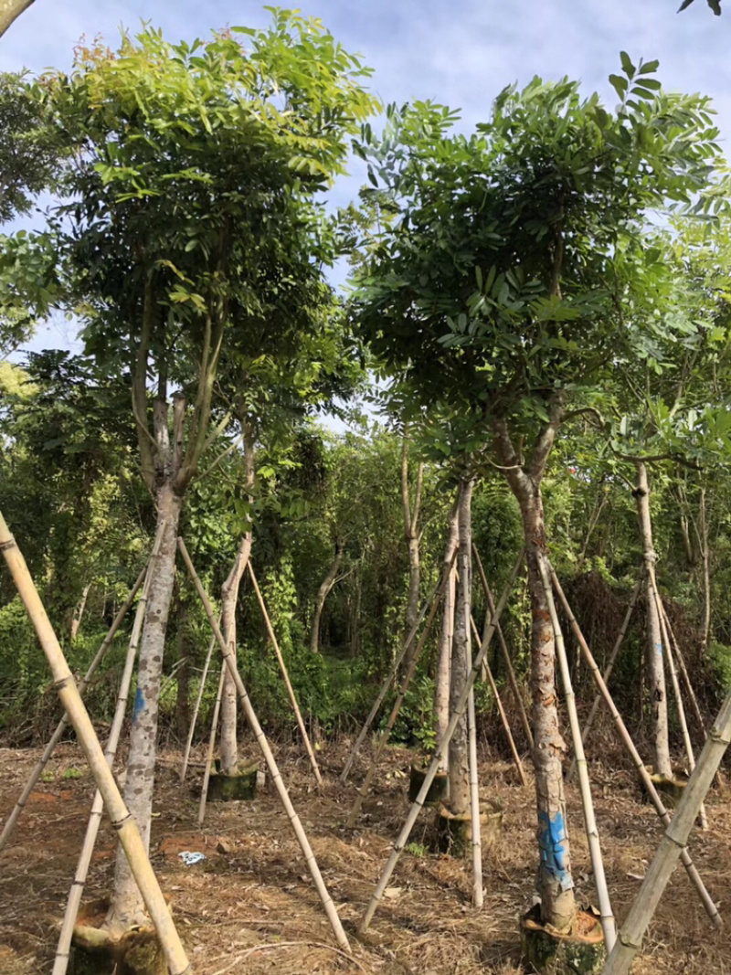 桃花心木5-40公分都有，需要什么规格私聊哦