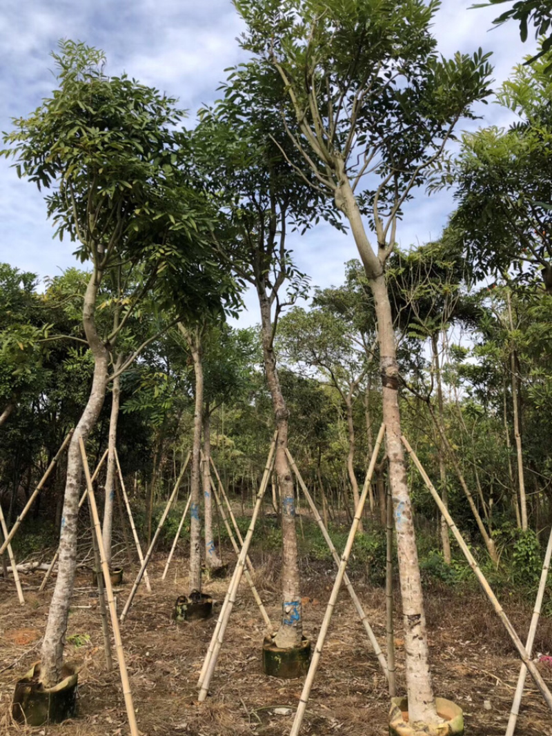 桃花心木5-40公分都有，需要什么规格私聊哦