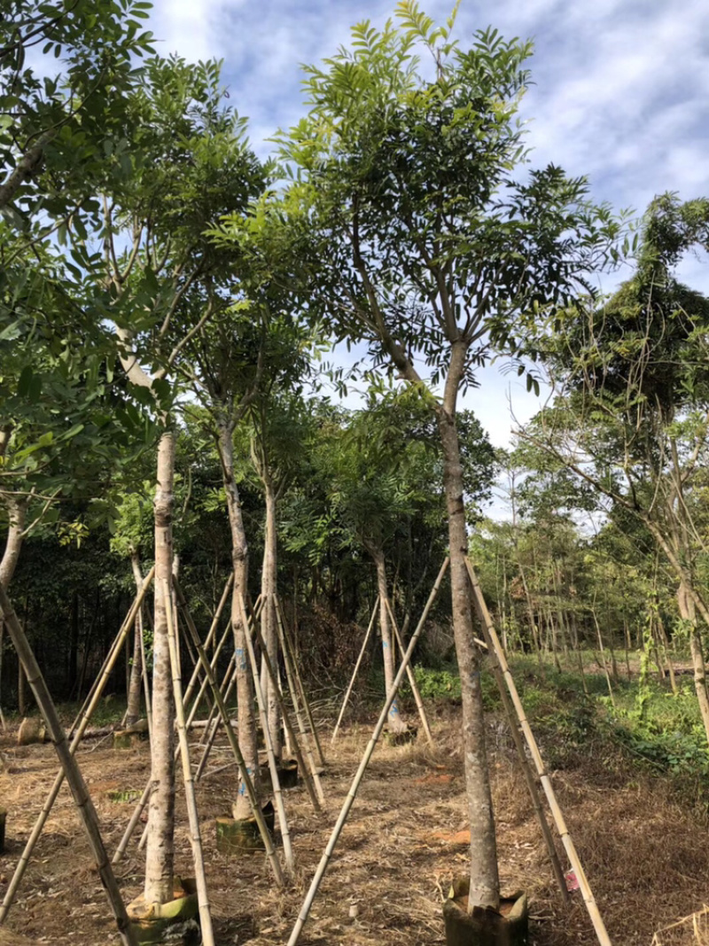 桃花心木5-40公分都有，需要什么规格私聊哦