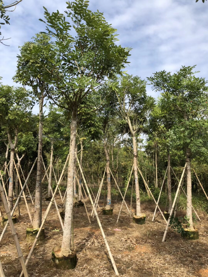 桃花心木5-40公分都有，需要什么规格私聊哦