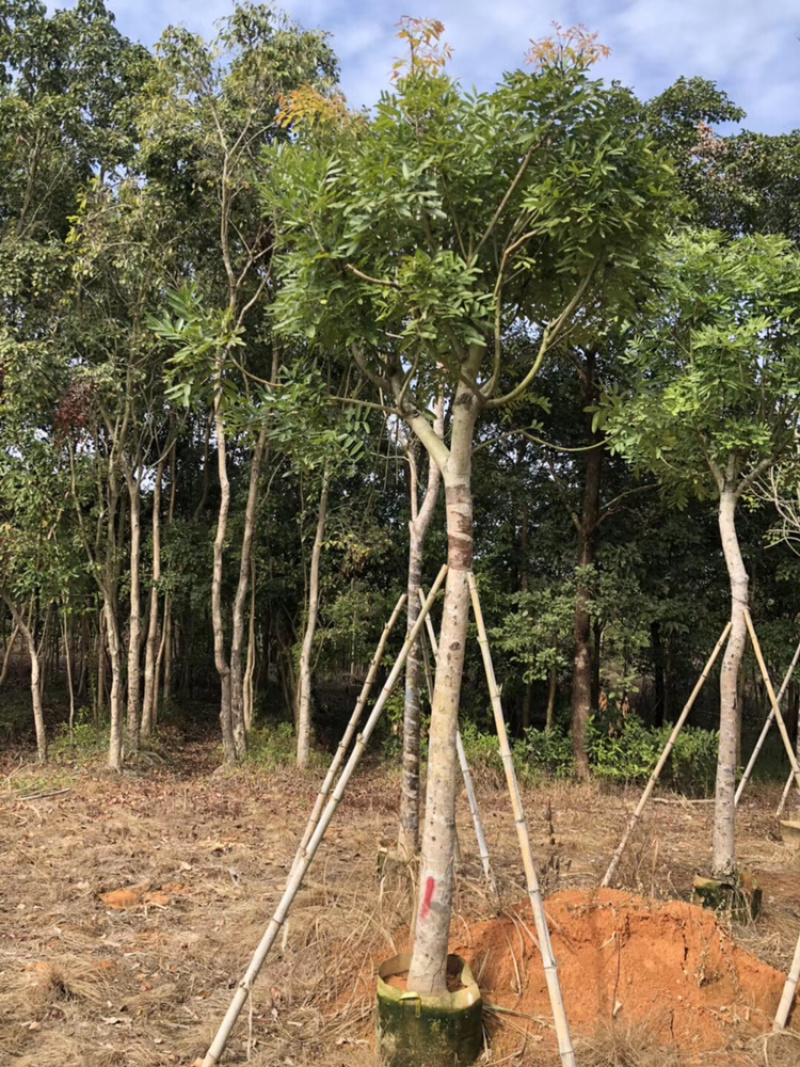 桃花心木5-40公分都有，需要什么规格私聊哦