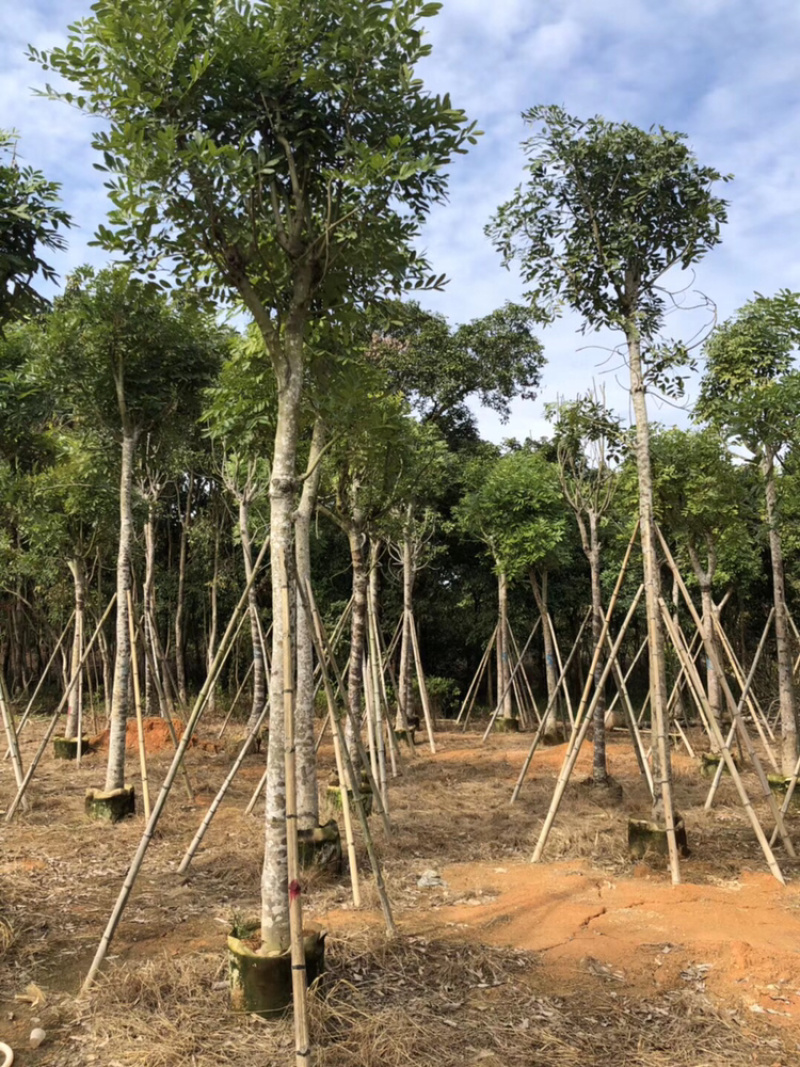 桃花心木5-40公分都有，需要什么规格私聊哦