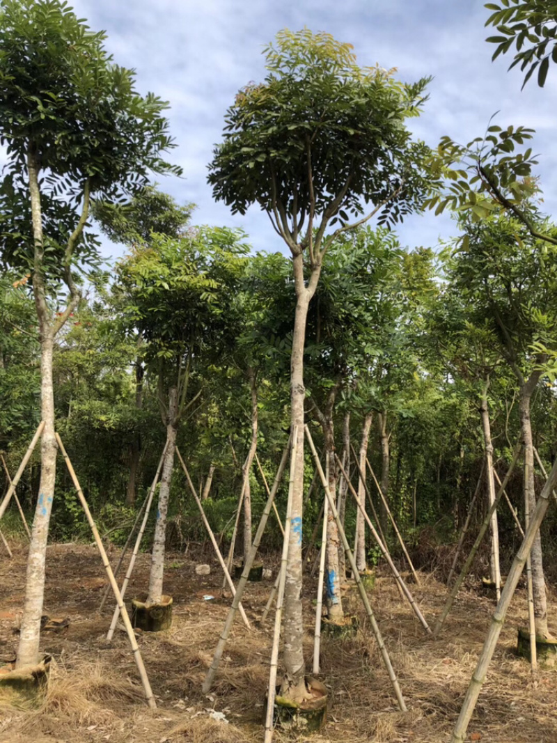 桃花心木5-40公分都有，需要什么规格私聊哦