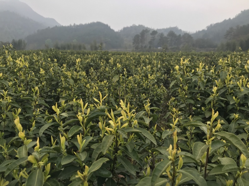 黄茶茶树，可以绿化可以釆摘