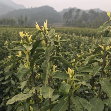 黄茶茶树，可以绿化可以釆摘