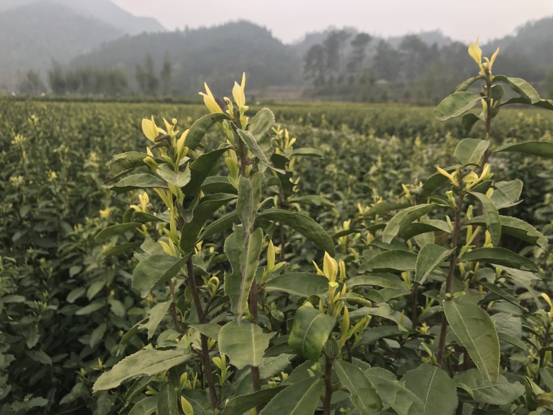 黄茶茶树，可以绿化可以釆摘