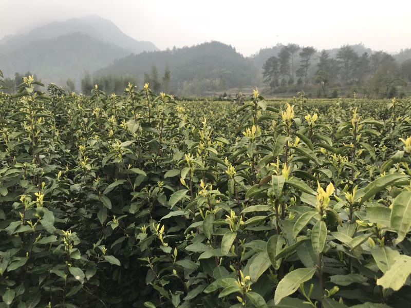 黄茶茶树，可以绿化可以釆摘