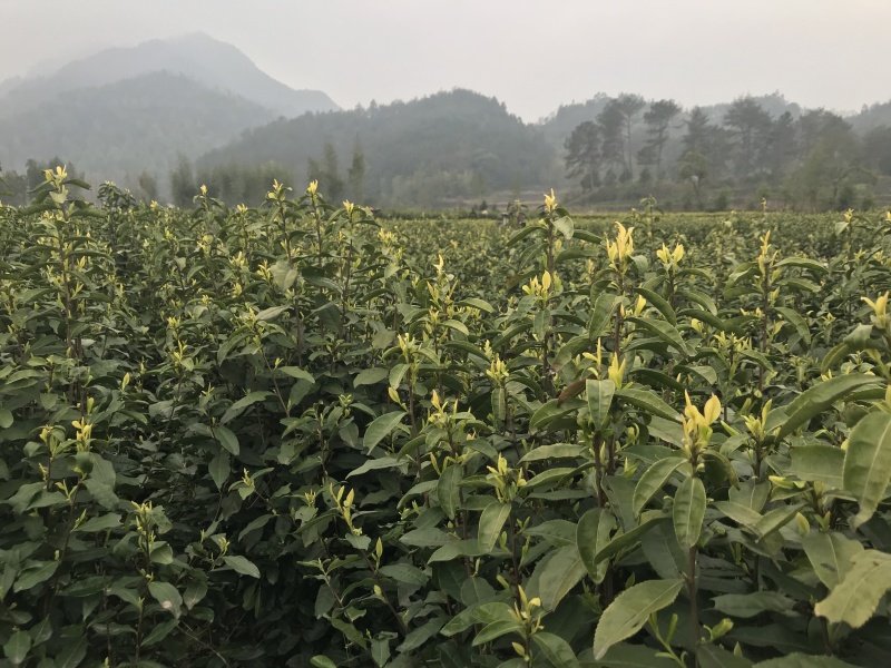 黄茶茶树，可以绿化可以釆摘