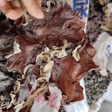 （红木耳黄木耳）产地一手货源，单叶片，欢迎咨询