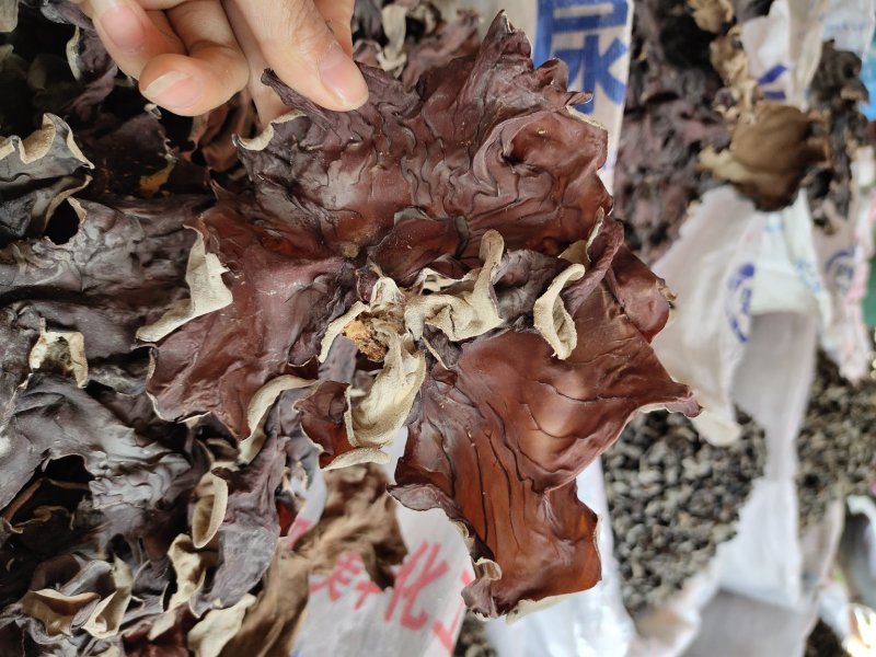 （红木耳黄木耳）产地一手货源，单叶片，欢迎咨询