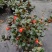 福建年年有鱼金鱼花吊兰植物盆栽带花卉净化空气盆栽室内防辐