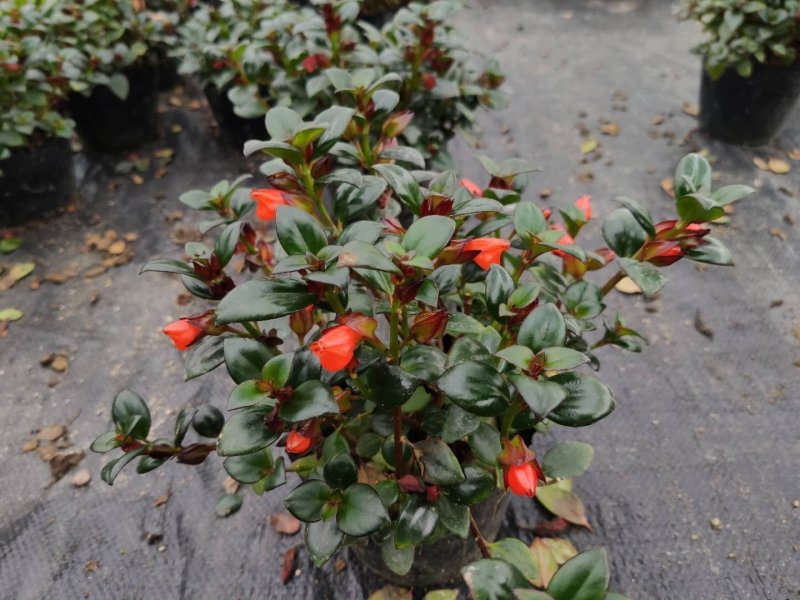 福建年年有鱼金鱼花吊兰植物盆栽带花卉净化空气盆栽室内防辐