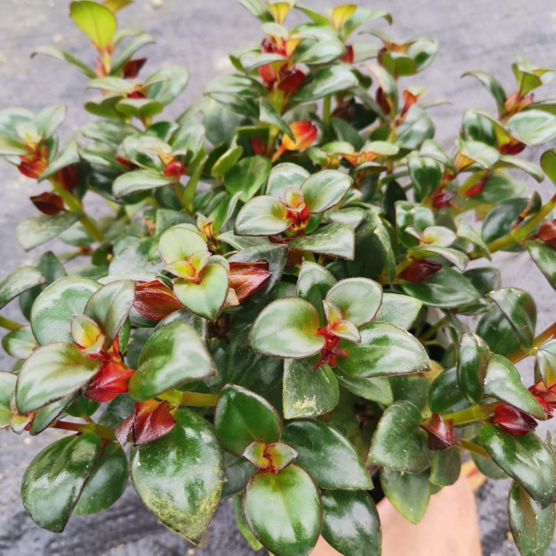 福建年年有鱼金鱼花吊兰植物盆栽带花卉净化空气盆栽室内防辐