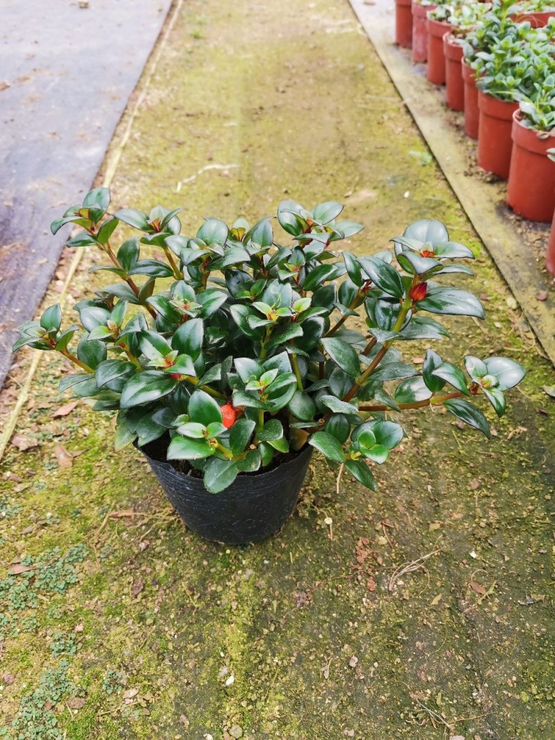 福建年年有鱼金鱼花吊兰植物盆栽带花卉净化空气盆栽室内防辐