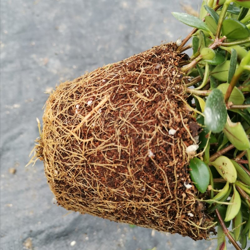 福建年年有鱼金鱼花吊兰植物盆栽带花卉净化空气盆栽室内防辐