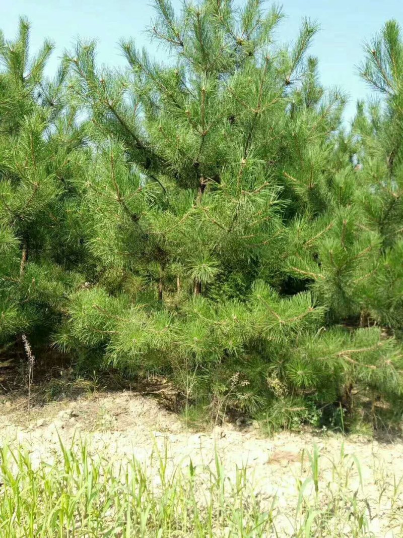 油松