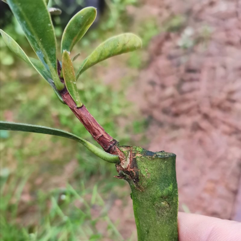 四季杜鹃红山茶