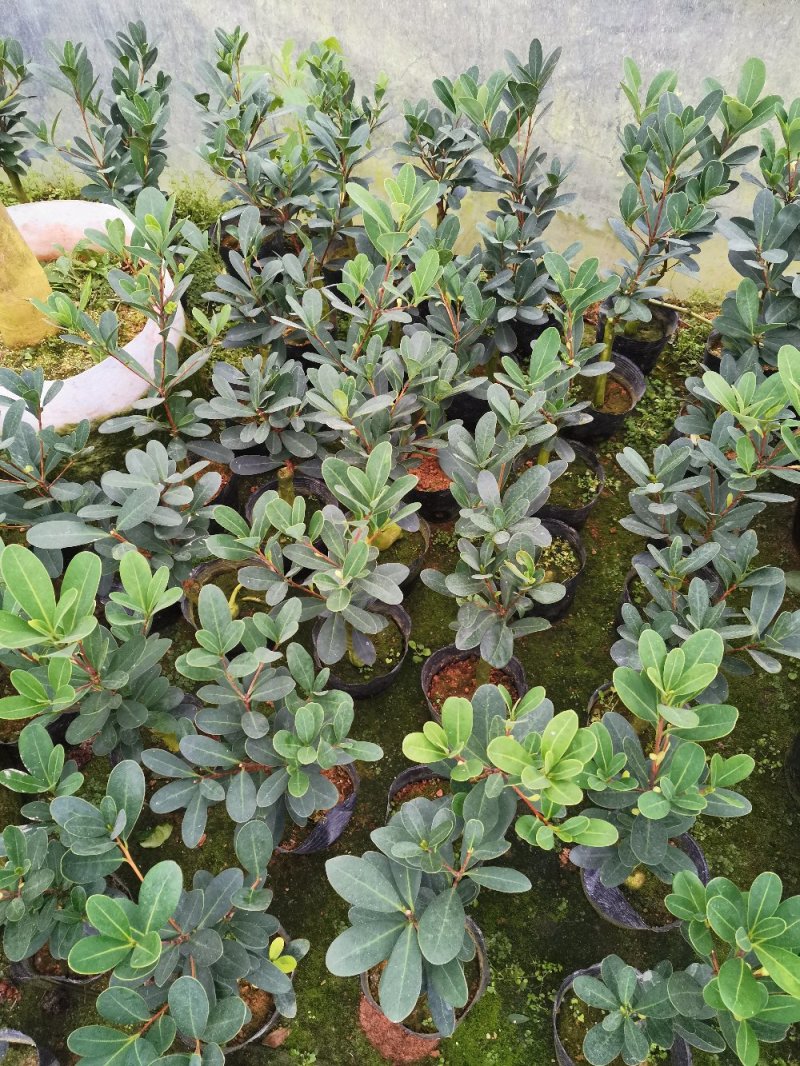 四季杜鹃红山茶