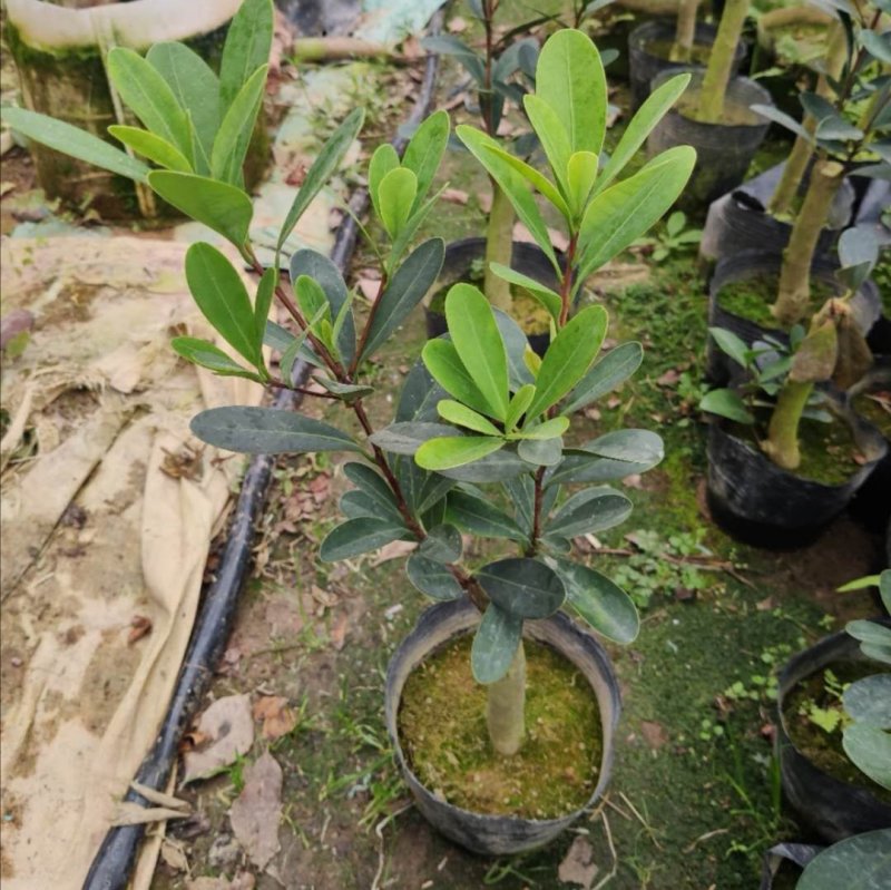 四季杜鹃红山茶