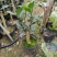 四季杜鹃红山茶