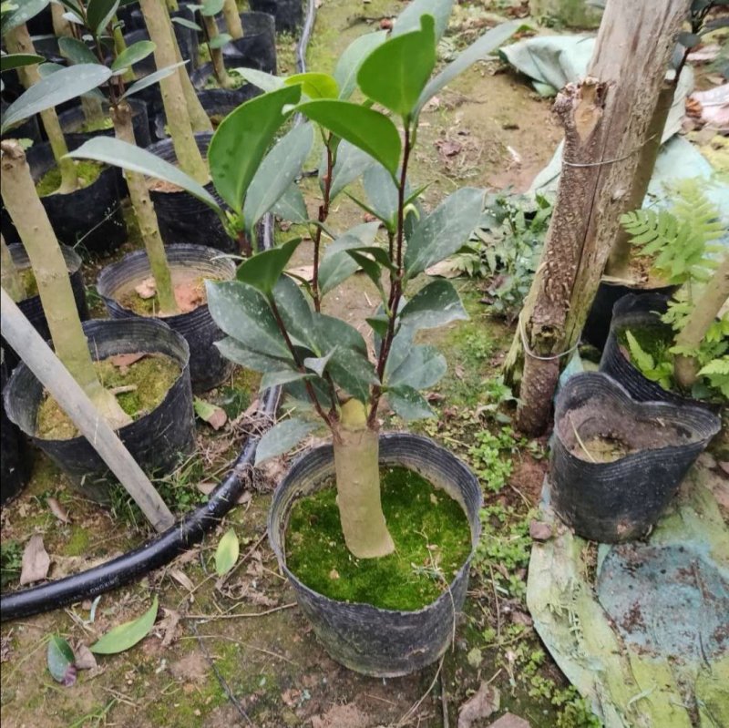 四季杜鹃红山茶