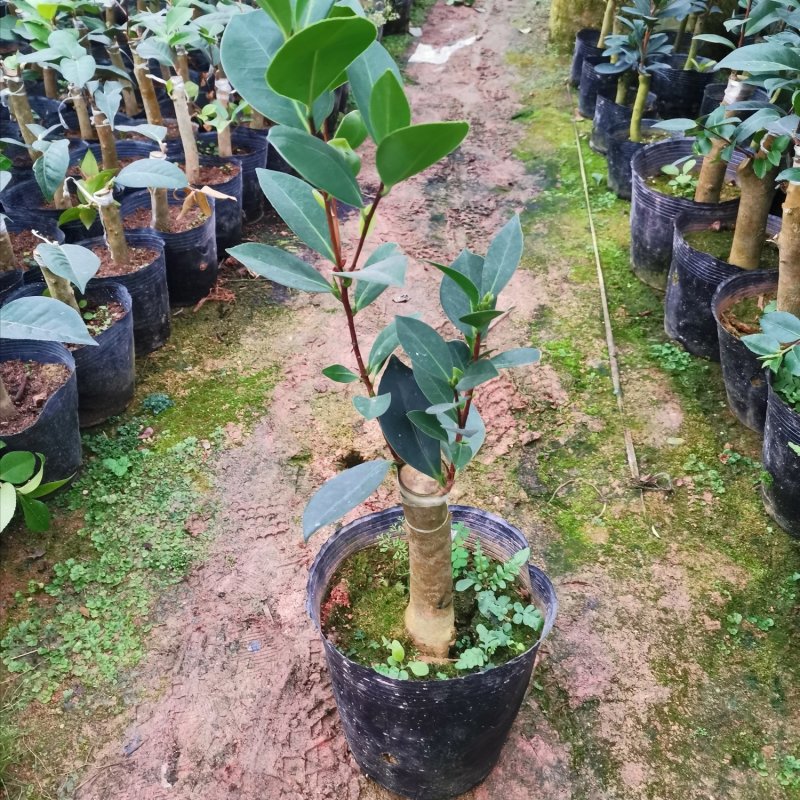 四季杜鹃红山茶