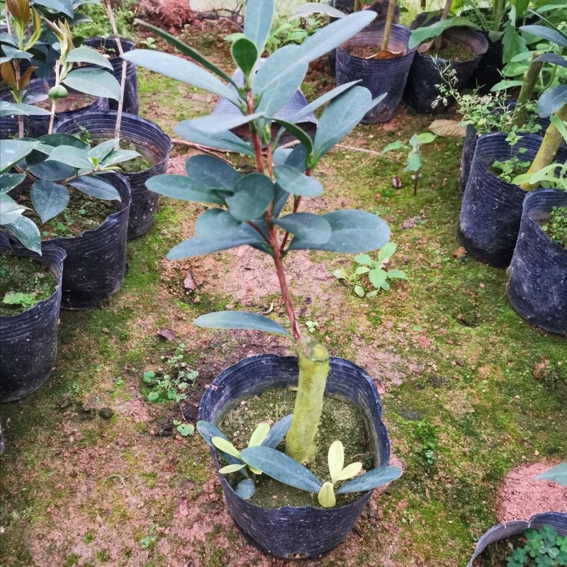 四季杜鹃红山茶