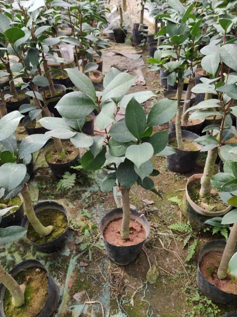 四季杜鹃红山茶